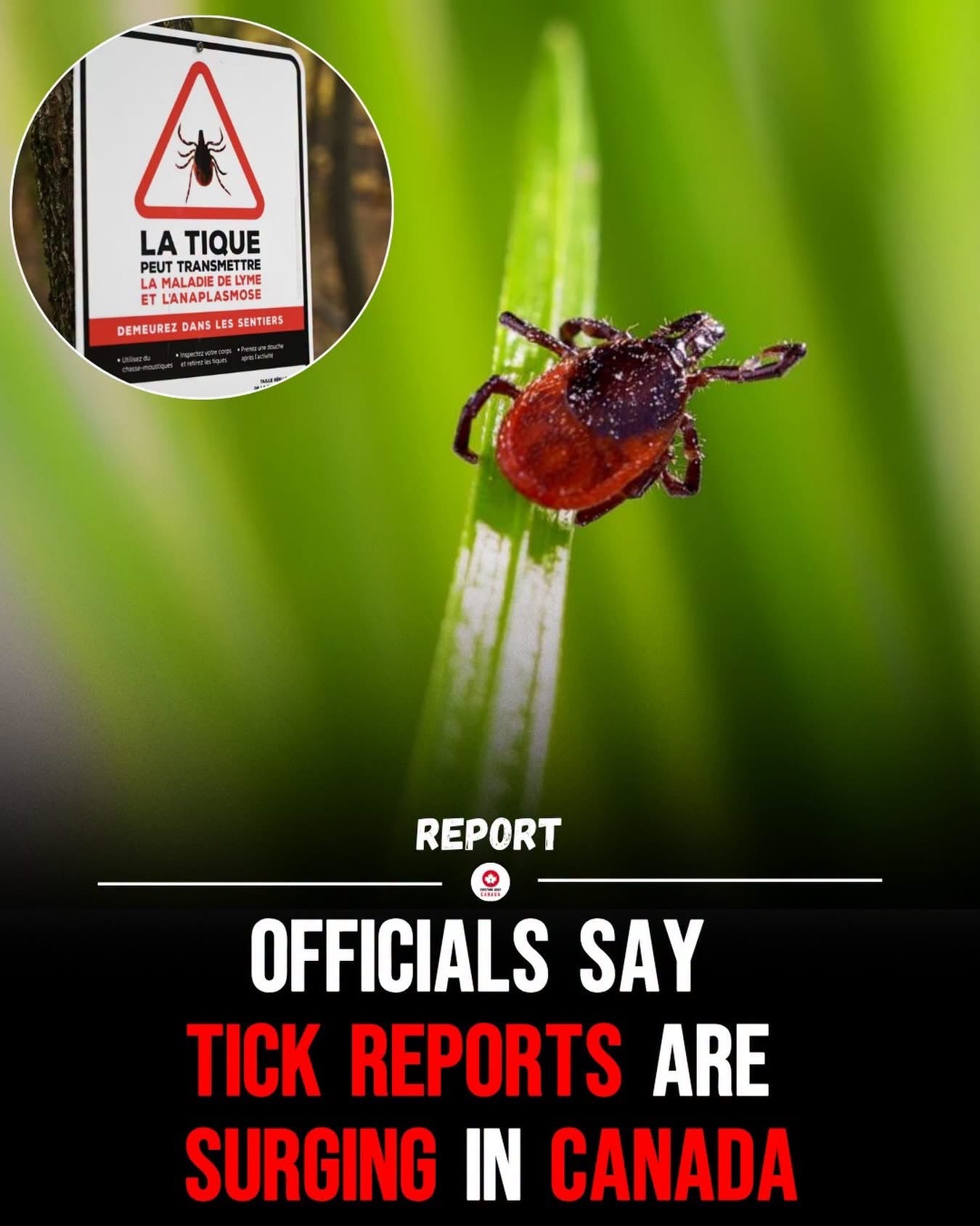 The Wildlife | With Oil of Eucalyptus Lemon | The ONLY approved Essential Oil to stop Ticks | 800+ bottles sold
